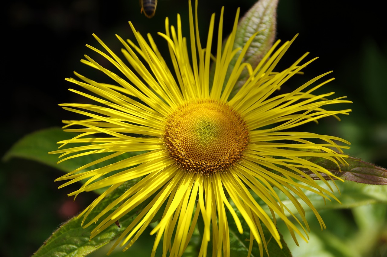 Elecampane CO2 extract