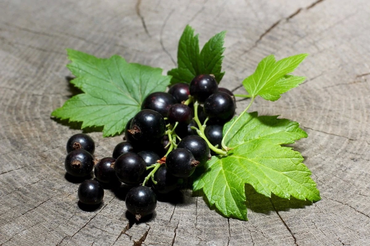 Blackcurrant leaves CO2 extract