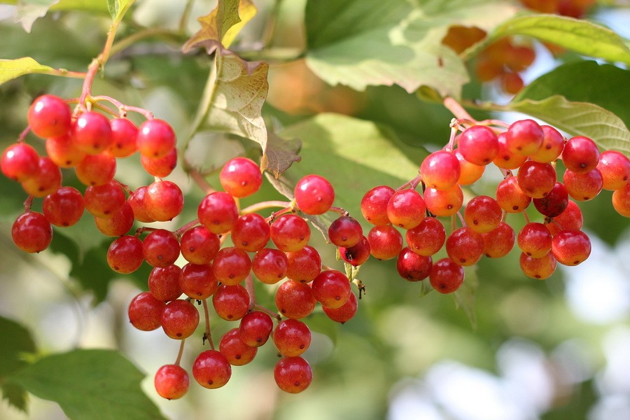 Gemeiner Schneeball (Viburnum)  CO2-Extrakt