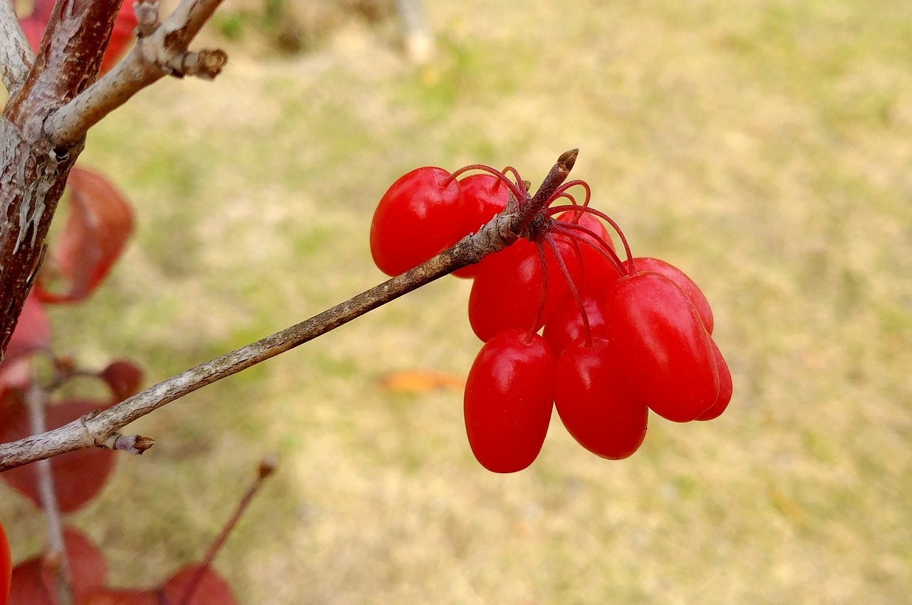 Zitronengras Beeren CO2-Extrakt